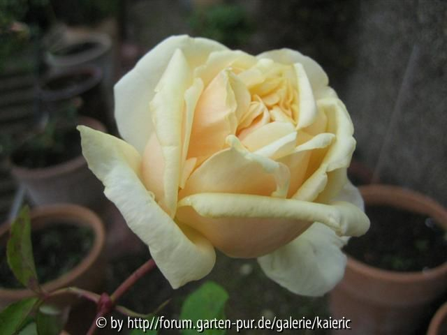 madame trifle oktober 2012-2