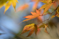 Acer ´Orange Dream´