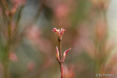 Austrieb Pink Dwarf 3