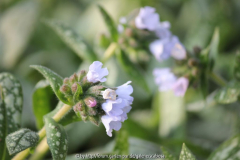 Pulmonaria saccharata