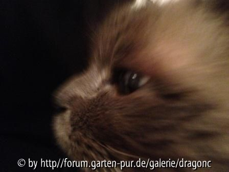 Cedric 06-11-2012
