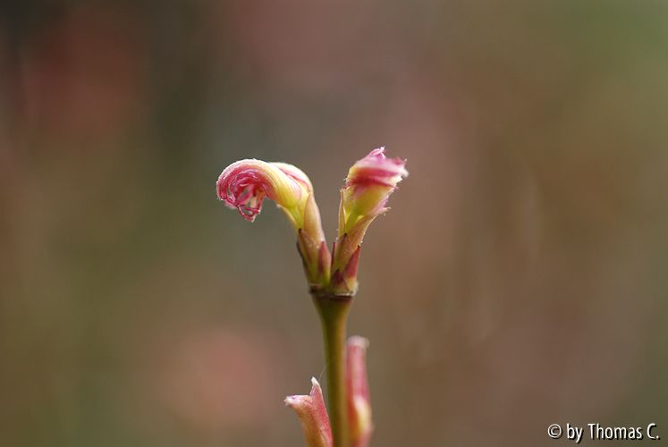Austrieb Pink Dwarf 4