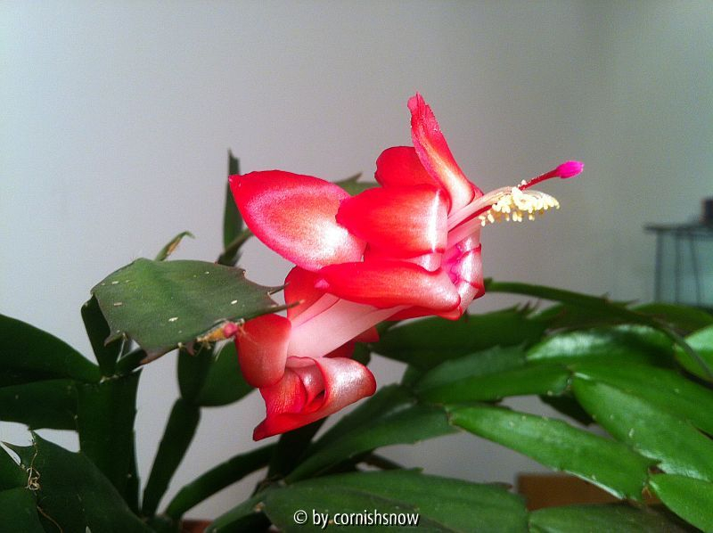 Schlumbergera truncata