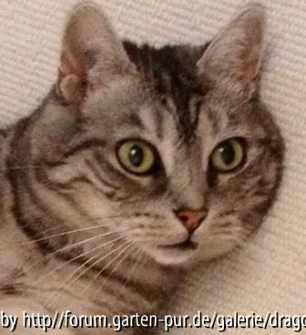 Whiskas 06-11-2012