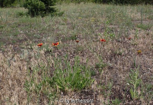 Gaillardia spec., Verwilderung in ostbrandenburgischen Sandtrockenrasen