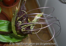 Tacca 2012.jpg