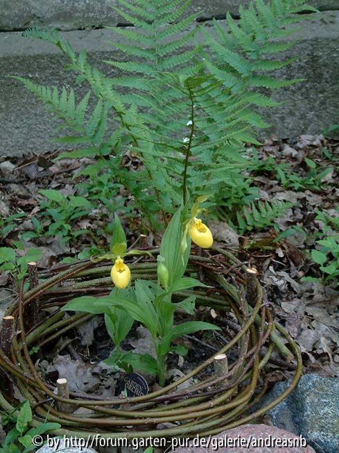 Frauenschuh
