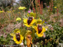 Ophris lutea