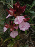Orchis papilionacea Sizilien