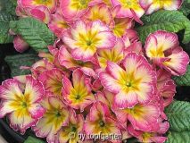 Primeln_rosa1b.jpg