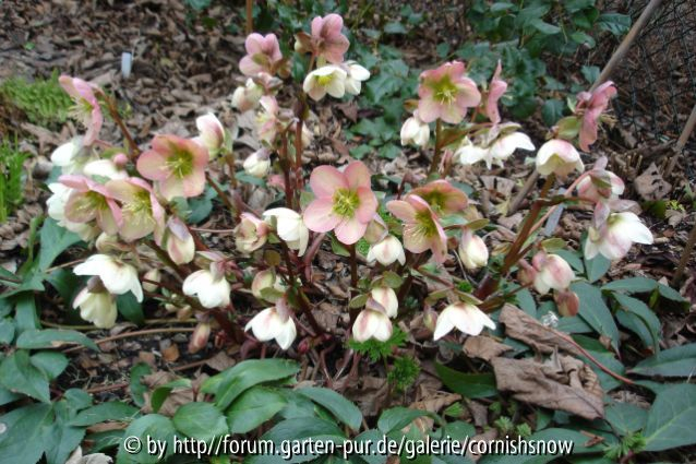 Helleborus x ericsmithii