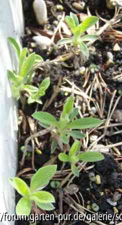 Stachys