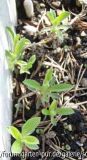 Stachys lavandulifolia