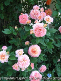 Augusta Louise