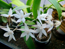 Aerangis biloba