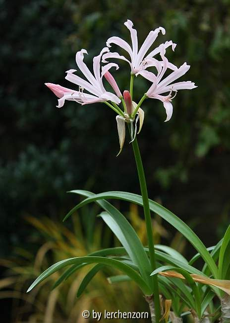 Nerine Cult.