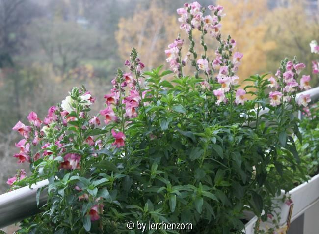 Antirrhinum majus