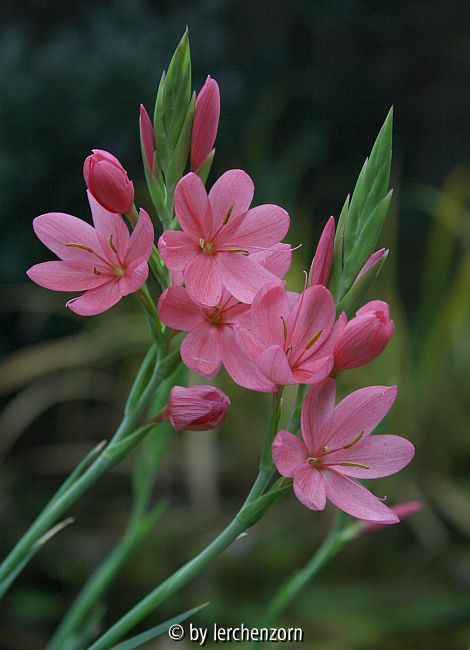 Schizostylis coccinea