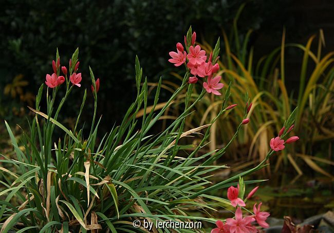 Schizostylis coccinea