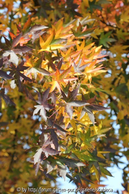 Amberbaum