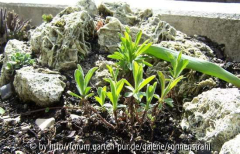 Aster alpinus