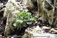 Saxifraga cotyledon