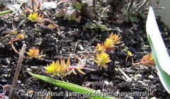 Sedum rupestre