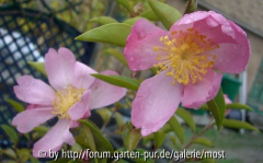 Plantation pink 2 2012.jpg