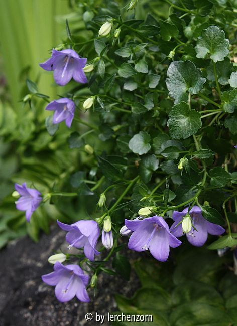 Campanula-Hybride BENCAMP46 (Merrybell)