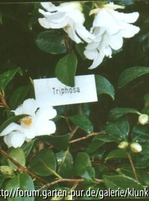 Triphosa