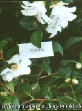 Triphosa