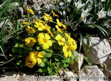 Oxalis_kl_12-11-16.jpg