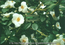 Alba Simplex