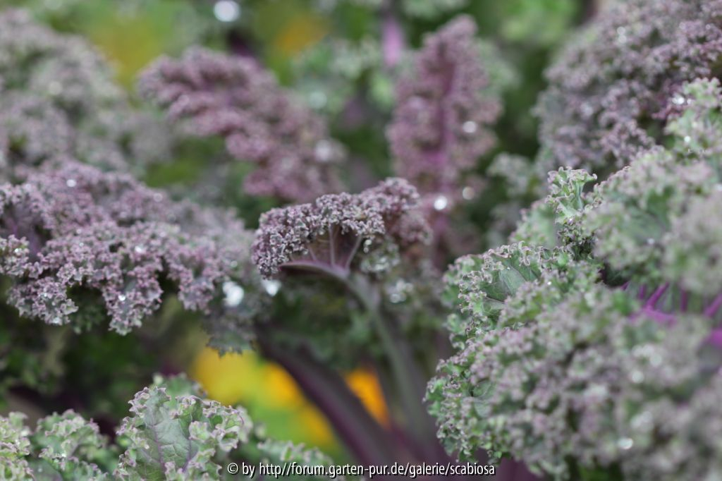 Kohl, violett 2012