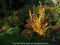 Herbstlaub Hamamelis