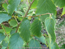 blühende Hamamelis