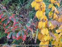 Hamamelis: Sorte und Unterlage