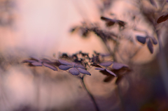 Morgenrot 23. Nov. 2012 1