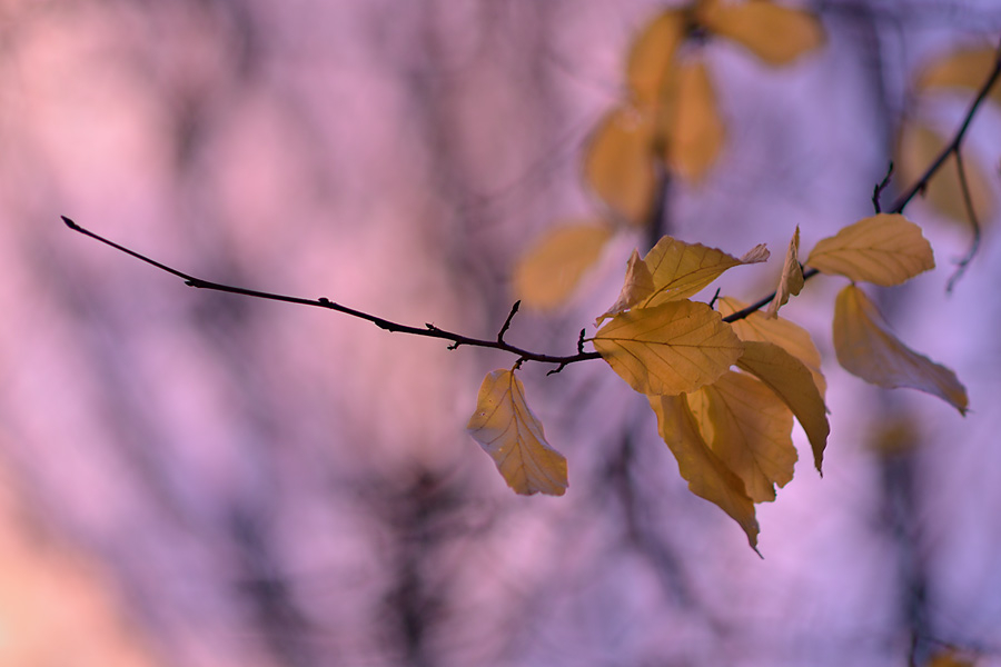Morgenrot 23. Nov. 2012 2