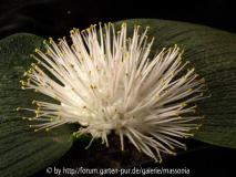 pustulata