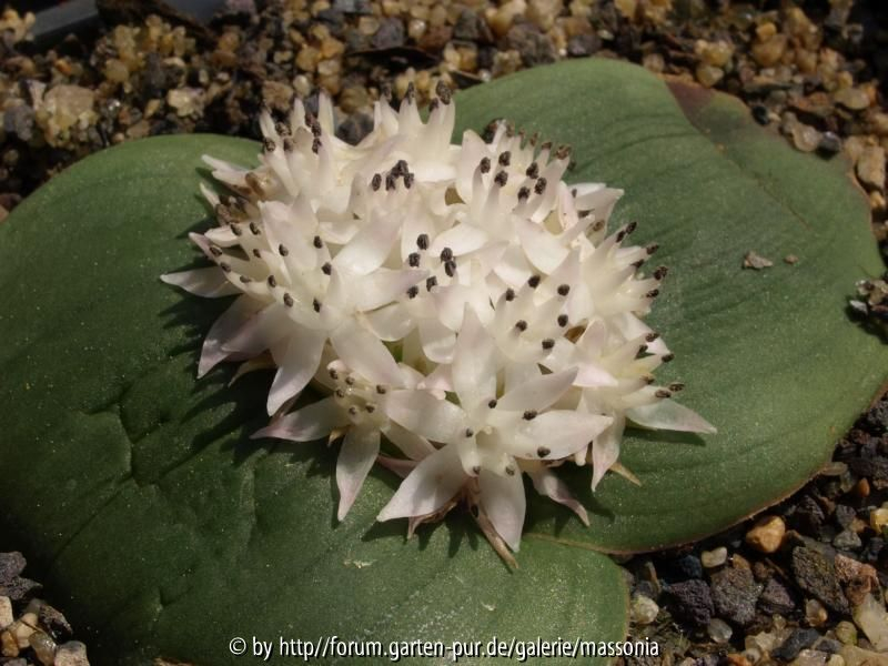 jasminiflora