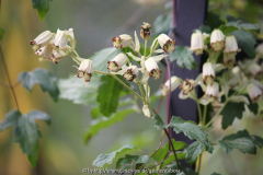Clematis ??