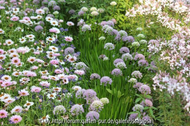 Allium etc.