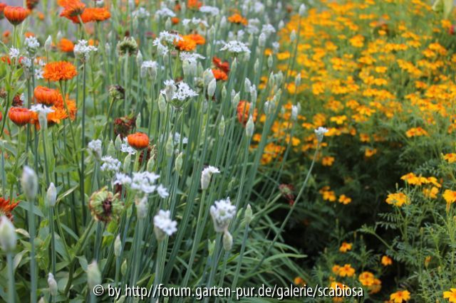 Ringelblumen, Tagetes