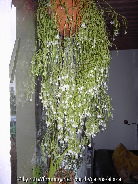 Rhipsalis baccifera