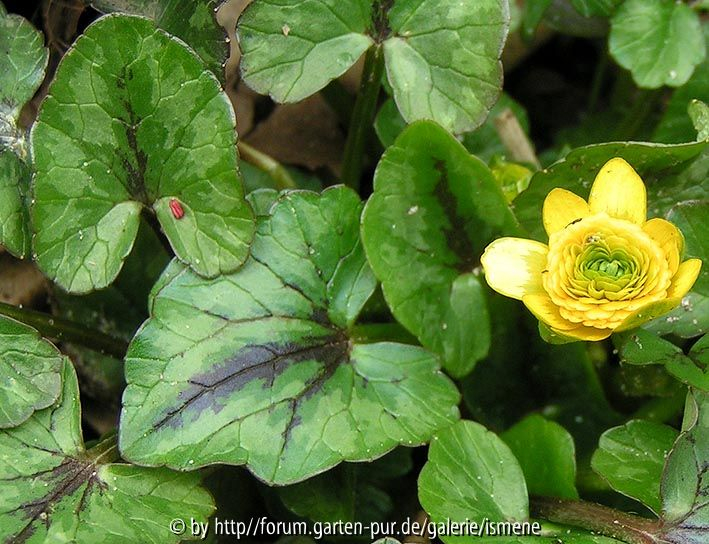 Ranunculus ficaria Collarette