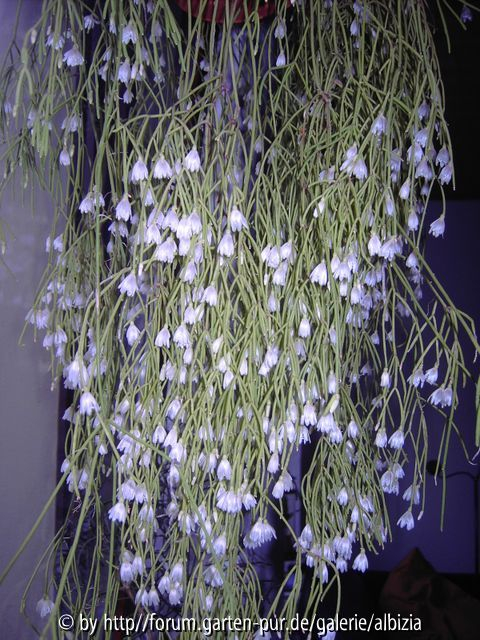 Rhipsalis-Blüte