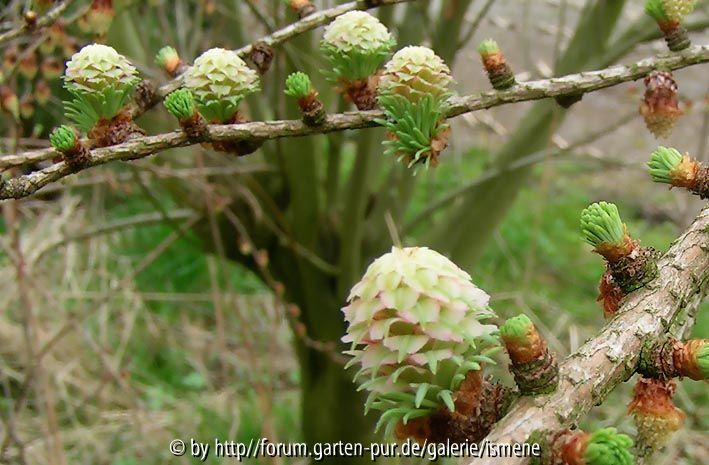 Larix kaempferi