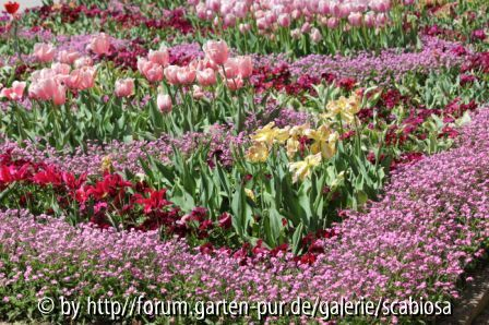 Tulpen rosa, Vergissmeinnicht rosa