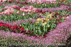Tulpen rosa, Vergissmeinnicht rosa